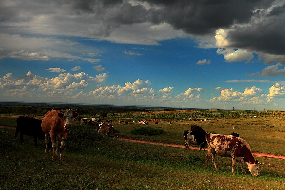 Zhangjiachuan Ping'an Grassland Tourism Area