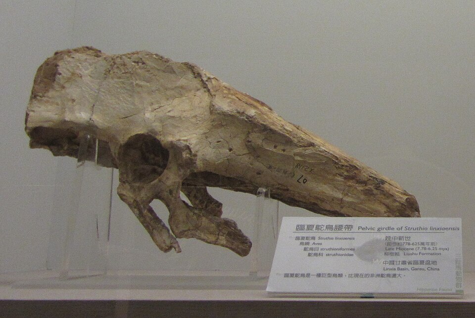 Hezheng Paleozoological Museum