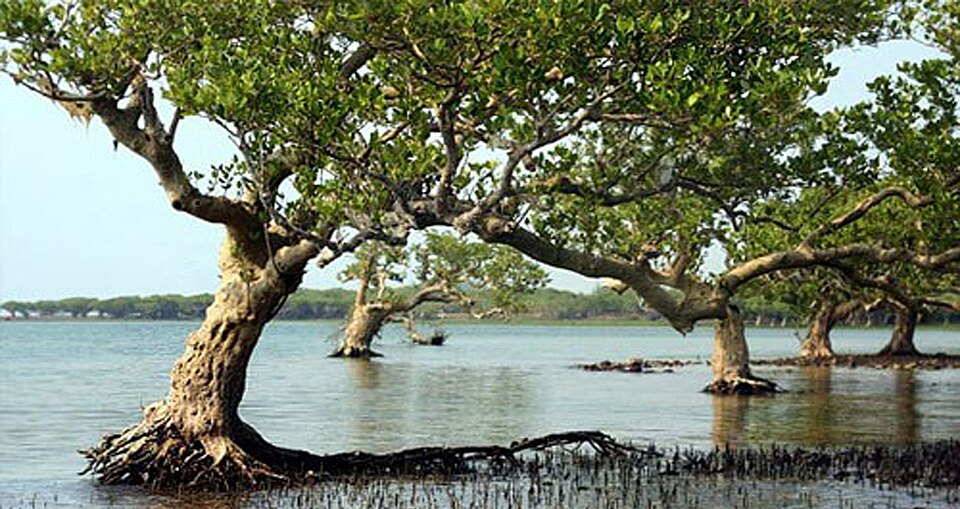 Haikou Dongzhai Port Mangrove Tourism Area
