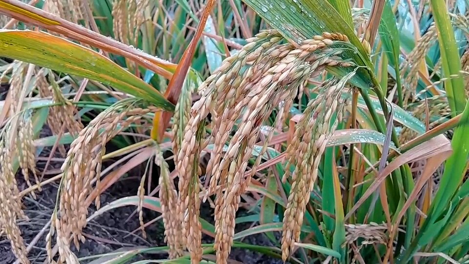 Sanya Rice National Park
