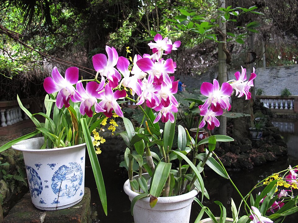 Xinglong Tropical Botanical Garden