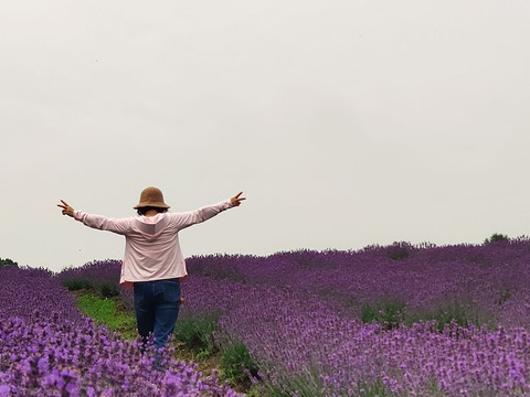 Shanghai Lavender Park