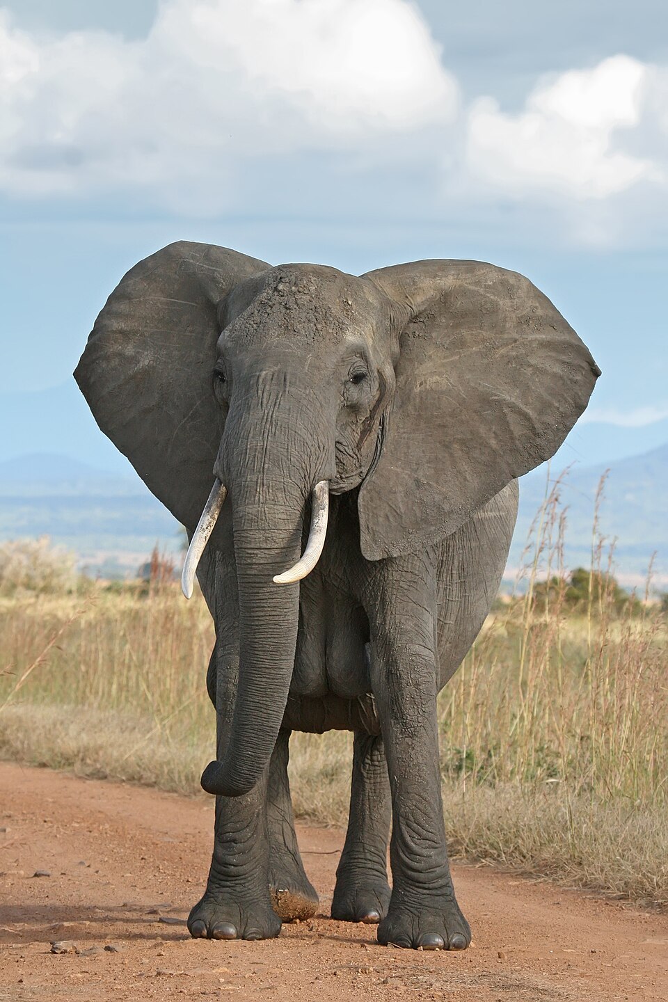 Wild Elephant Valley