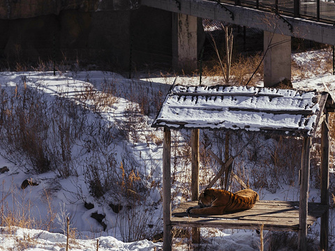 Urumqi Tianshan Wildlife Park