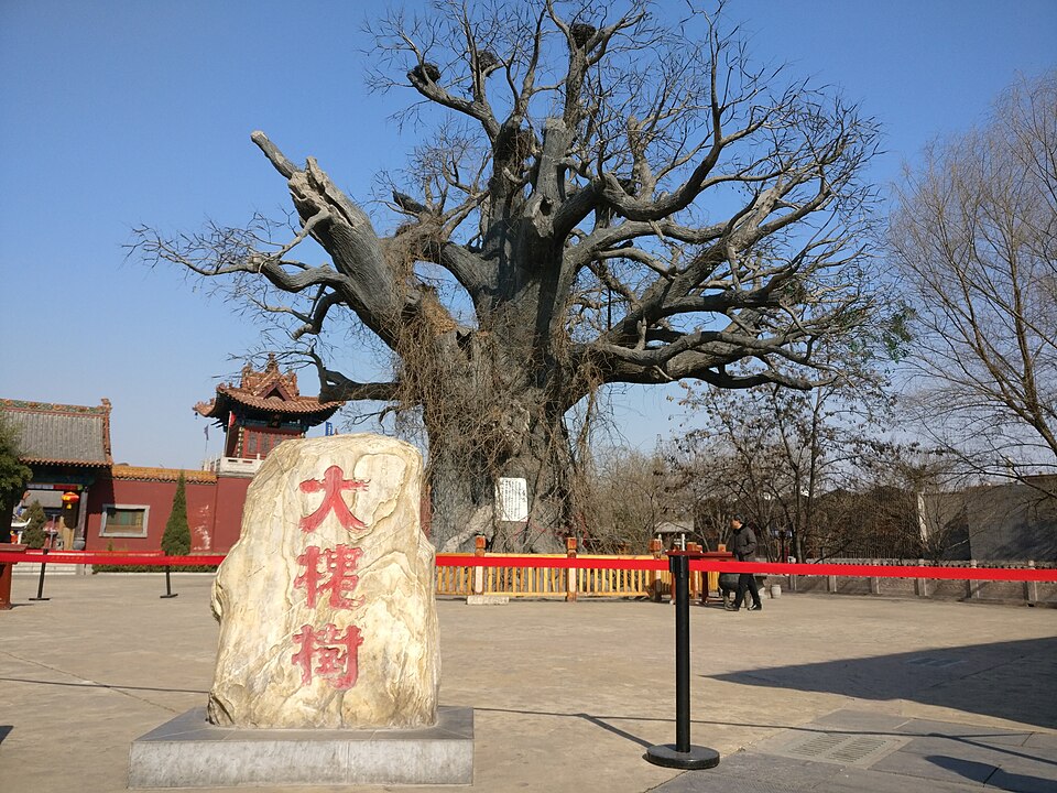 Hongtong Greater Locust Tree Root-Seeking Ancestral Park
