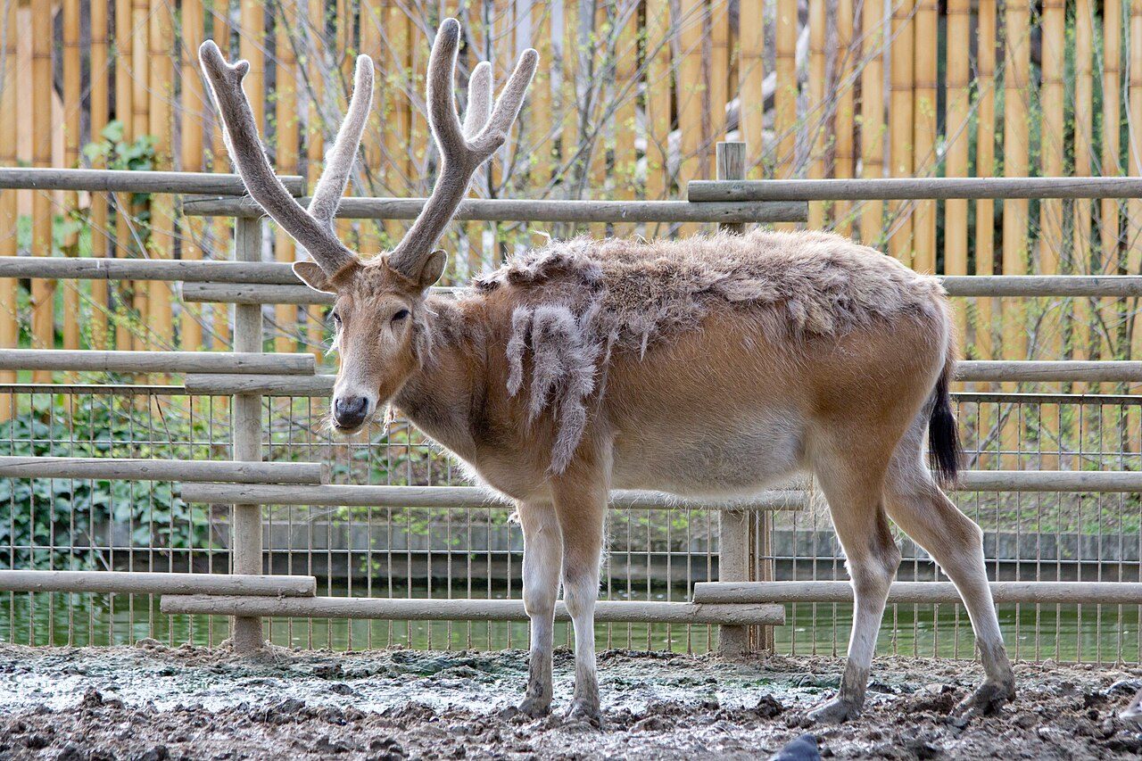 China Elk Garden (Dafeng Elk National Nature Reserve)